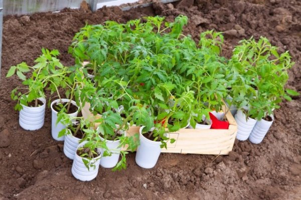 О готовности томатов к высадке на грядки можно судить по наличию 8-9 листочков