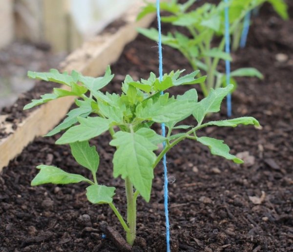 5 простых правил высадки рассады томатов в открытый грунт 