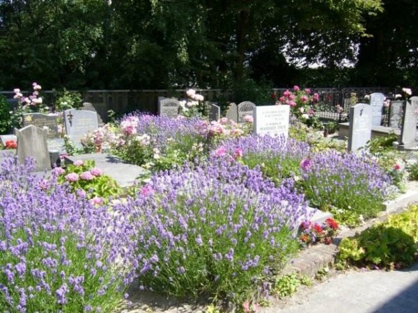 Какие цветы посадить на кладбище? 