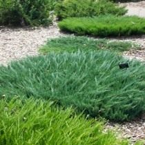 Можжевельник распростертый, или горизонтальный (Juniperus horizontalis). Какие цветы посадить на кладбище? 