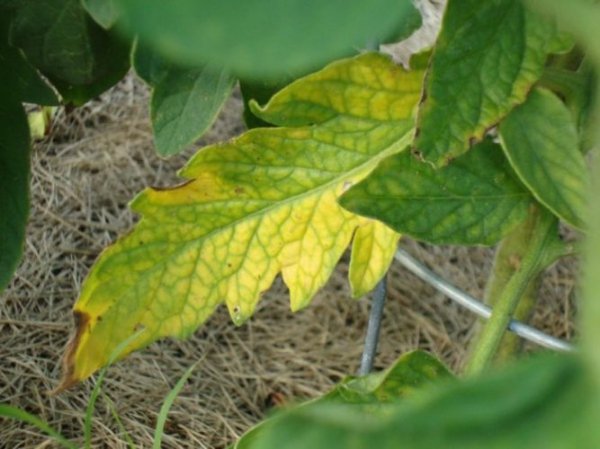 Почему желтеют листья у помидоров в теплице 