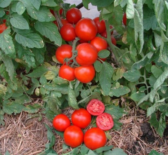 Мульчирование помидоров в открытом грунте травой и опилками. 