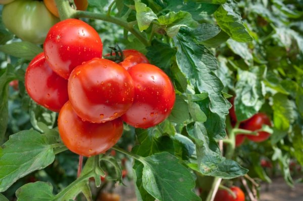 Подкормка томатов борной кислотой и йодом 