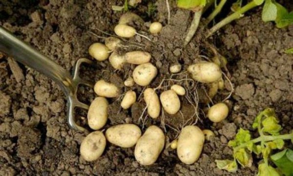 Подкормка картофеля во время цветения и плодоношения. 