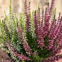 Вереск обыкновенный (Calluna vulgaris). Какие цветы посадить на кладбище? 