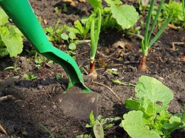 Как бороться с сорняками на огороде лучшие методы и средства 
