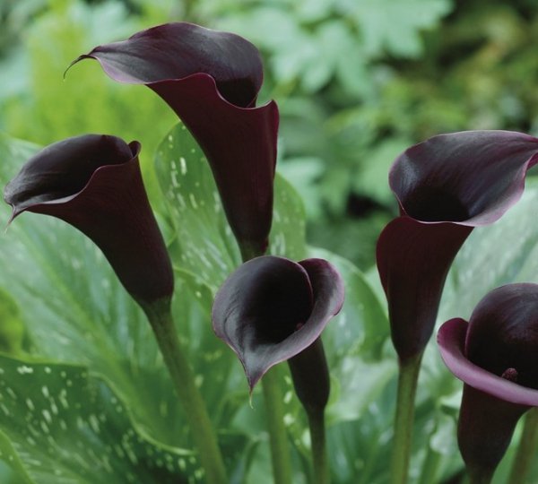 11 самых красивых черных цветов. Виды, сорта, использование в дизайне. Фото 