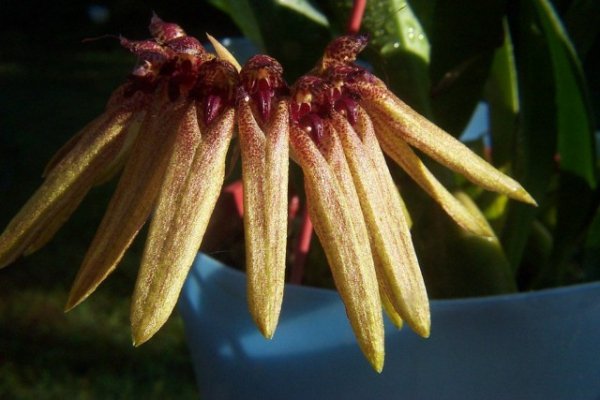 Бульбофиллум пестрый (Bulbophyllum picturatum)