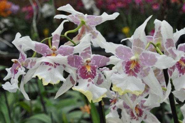 Орхидеи с ароматами фруктов и изысканных духов 