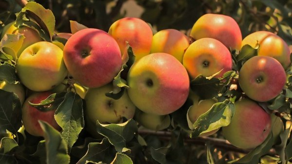 Подкормка яблонь летом 