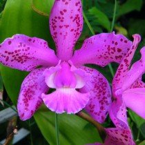 Советы по уходу за орхидеями в комнатных условиях. 