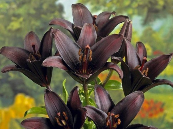 11 самых красивых черных цветов. Виды, сорта, использование в дизайне. Фото 