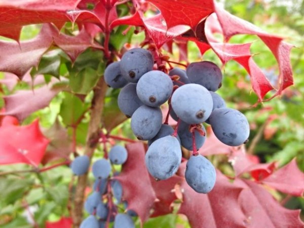 Осенью на фоне бордовой листвы магонии падуболистной синеют кисти ягод