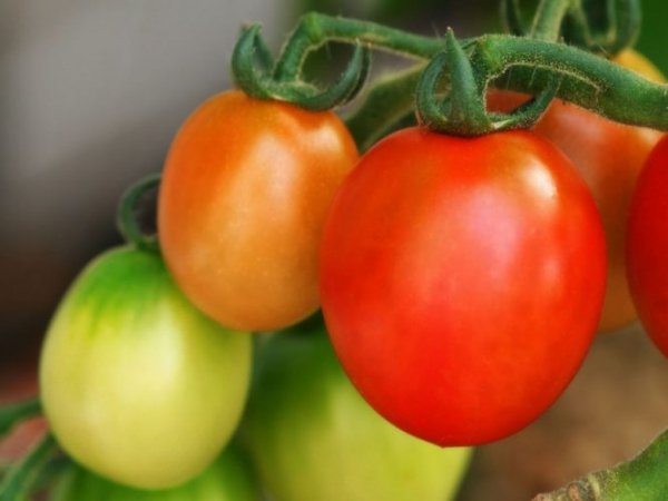 Подкормка помидор какие удобрения и когда использовать? 