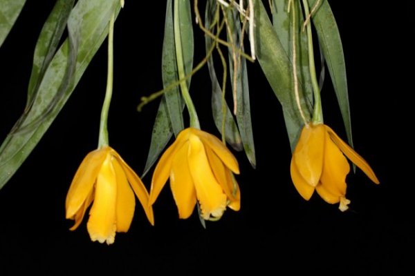 Орхидеи с ароматами фруктов и изысканных духов 