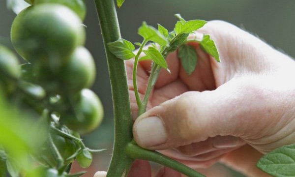 Как пасынковать помидоры в теплице пошагово 