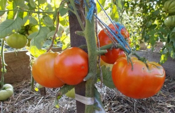 Сорта помидоров устойчивых к фитофторозу для открытого грунта. 