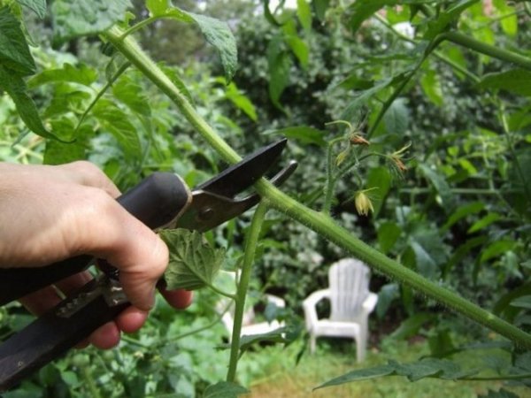 Как обрезать помидоры в открытом грунте 