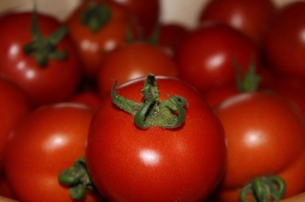 Сорта помидоров устойчивых к фитофторозу для открытого грунта 