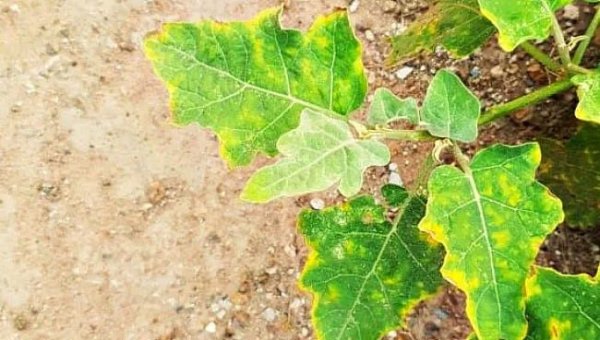 Почему желтеют листья баклажанов в открытом грунте 