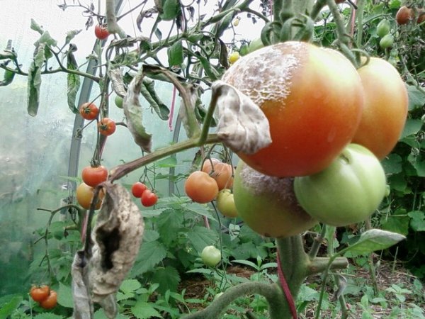 Фитофтора на помидорах в теплице как бороться? 