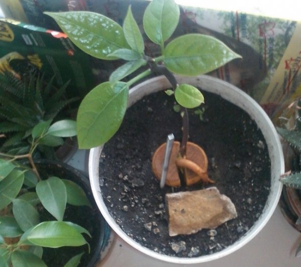 Как посадить косточку авокадо в домашних условиях. 