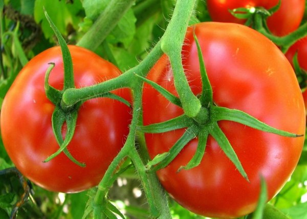 Фитофтора на помидорах как бороться народными средствами 