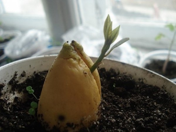 Как посадить косточку авокадо в домашних условиях