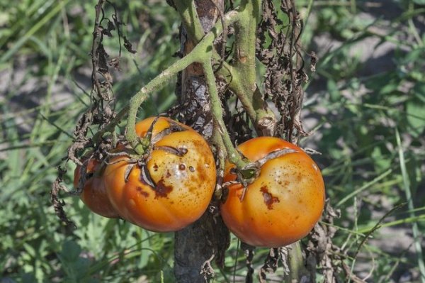 Фитофтора на помидорах как бороться народными средствами? 