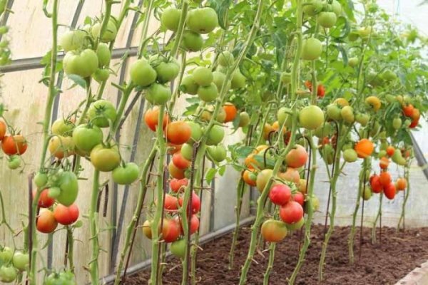 Чем подкормить помидоры во время плодоношения? 
