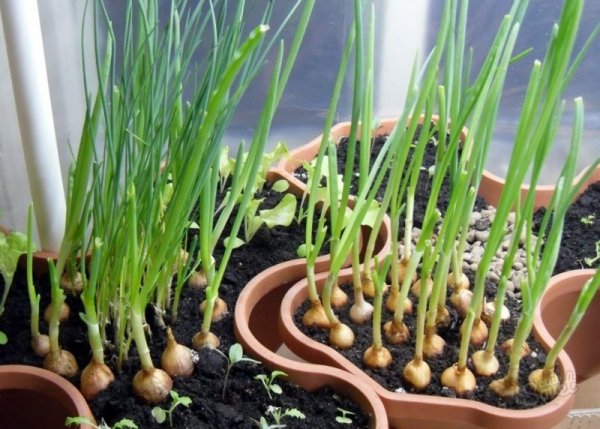 Лук севок на подоконнике — выращивание лука в домашних условиях 