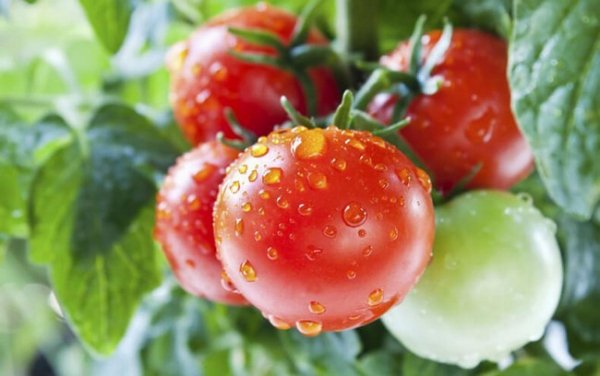 Как правильно поливать помидоры в открытом грунте? 