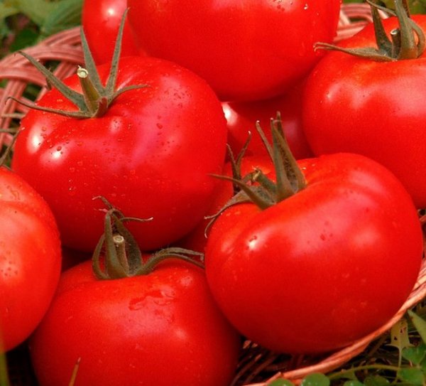 Сорта помидоров устойчивых к фитофторозу для открытого грунта 