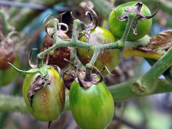 Фитофтора на помидорах как бороться народными средствами 