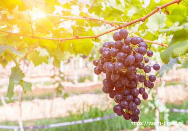 Подкормка винограда летом и полив винограда летом. 