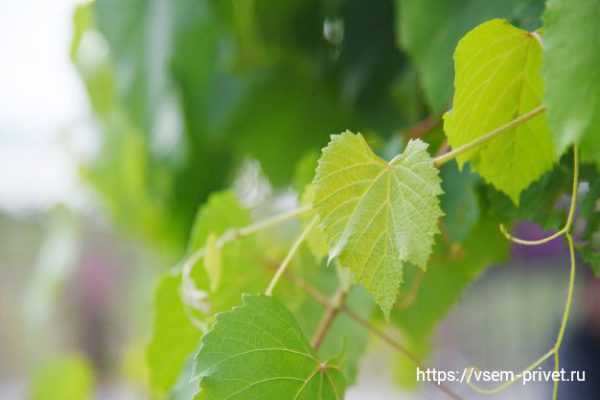 Полив и подкормка винограда летом 