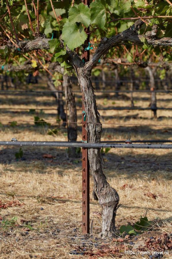 Прививка винограда осенью с фото пошагово 