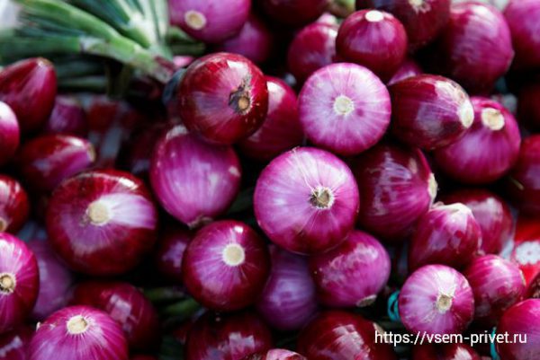 Красный лук — польза и вред, калорийность и применение в кулинарии 