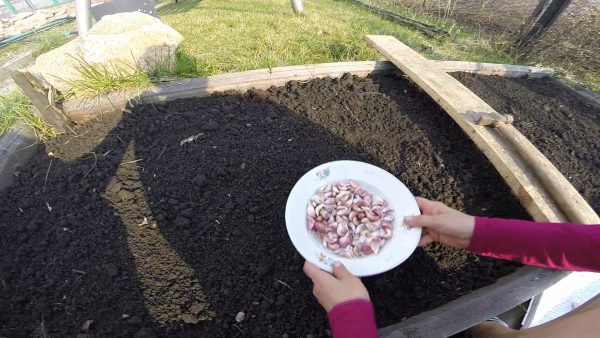 Подготовка почвы для подзимней посадки чеснока. 