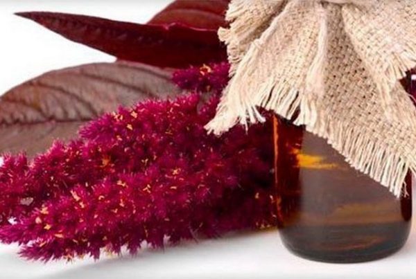 Амарантовое масло – польза для красоты и здоровья 